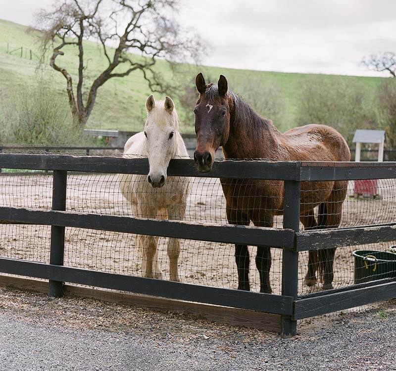 horse-riding-24