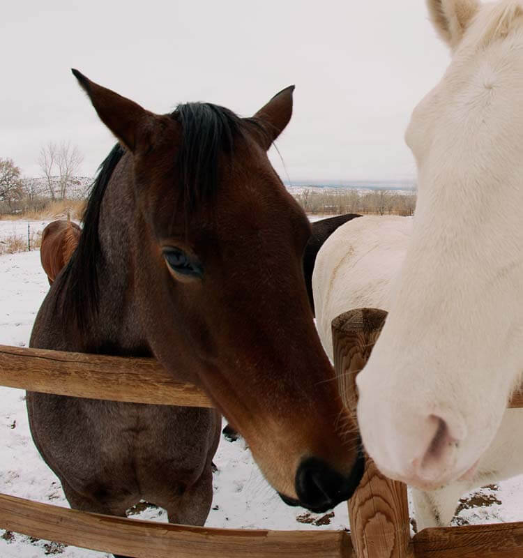 horse-riding-28